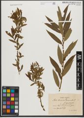 Foto von Salix triandra L. x Salix viminalis L.